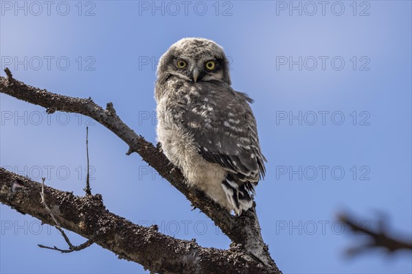 Northern hawk owl