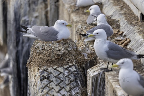 Kittiwake