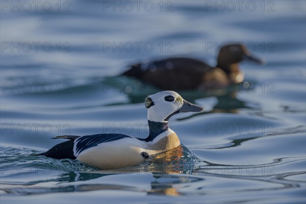 Stellers eider