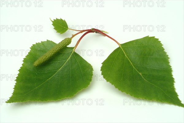 Medicinal plant Birch