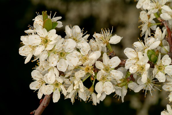 Medicinal plant Sloe