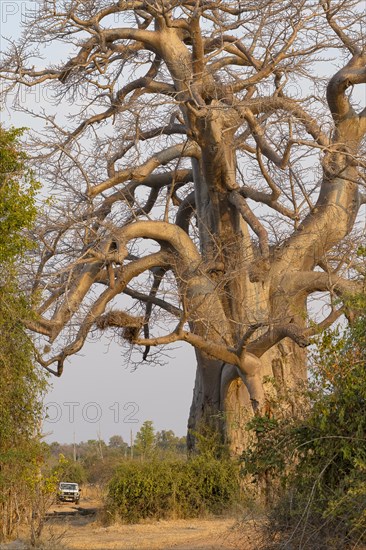 Baobab tree