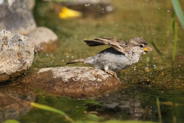 House sparrow