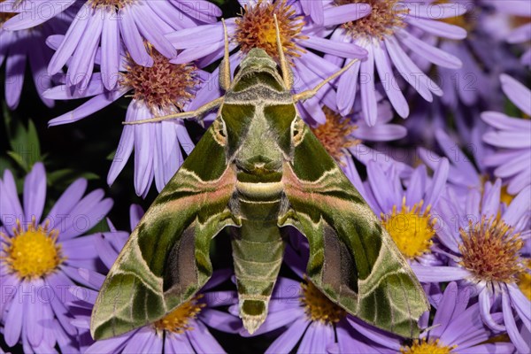 Oleander moth moth with closed wings hanging on purple flower from behind