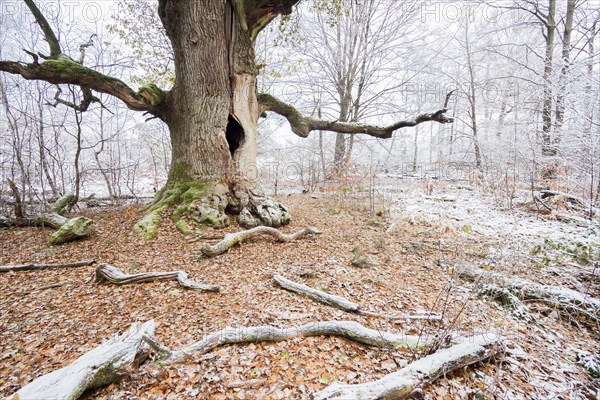 Snow-covered chimney oak