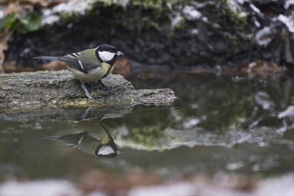 Great Tit