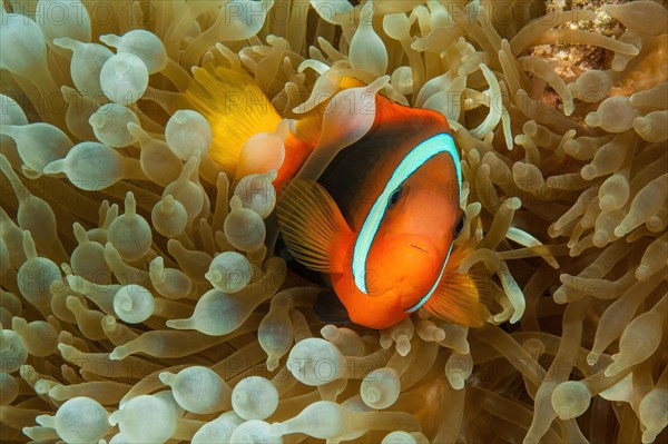 Tomato clownfish