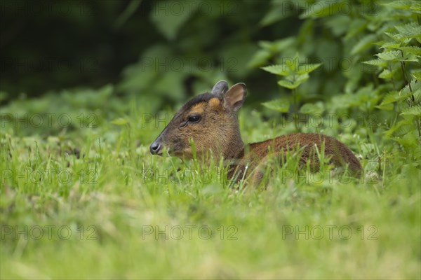 Muntjac