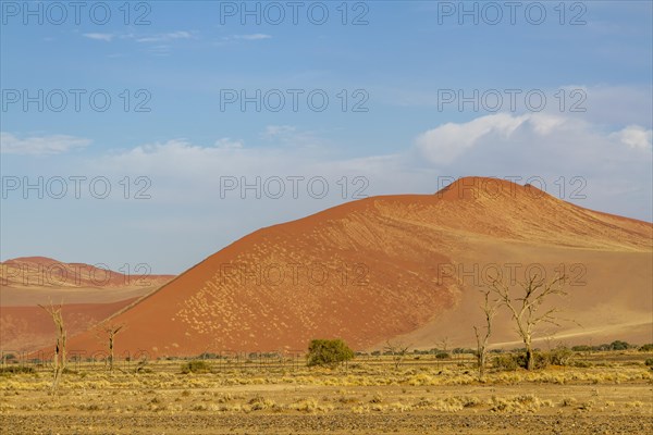 Namib Desert