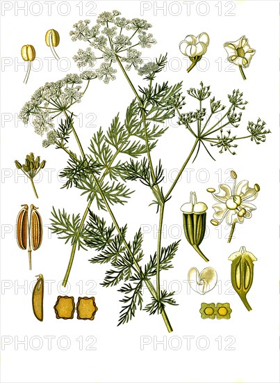 Medicinal plant