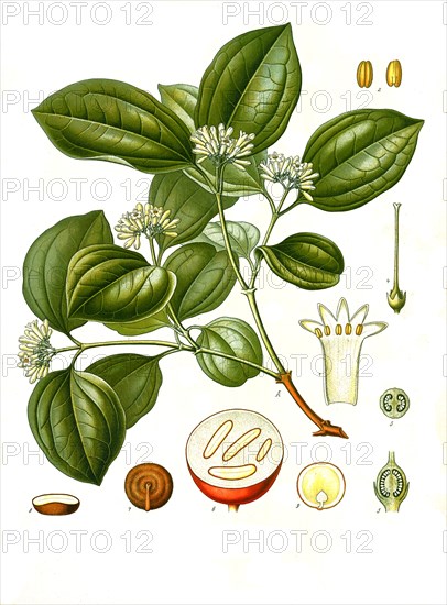 Medicinal plant