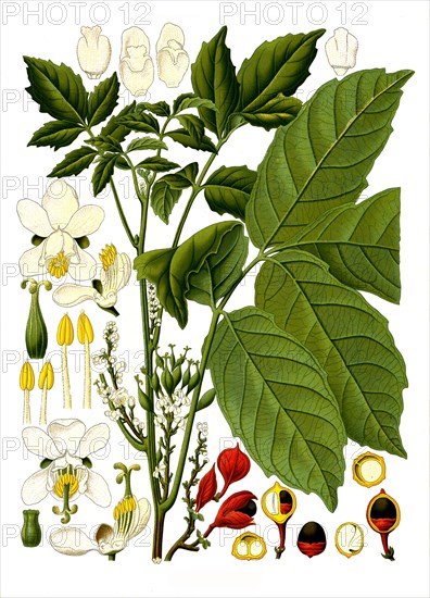 Medicinal plant