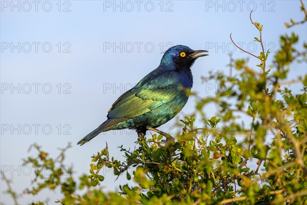 Greater blue-eared starling