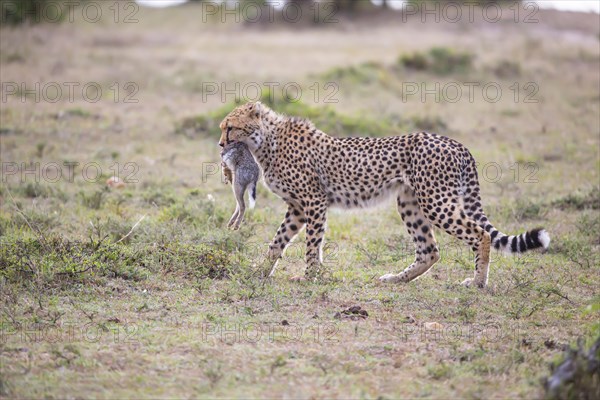 Cheetah