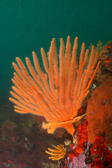 Orange flagellar sea fan