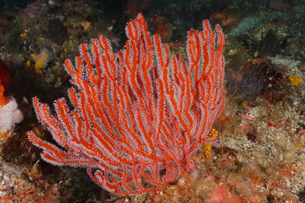 Red Plamate Sea Fan