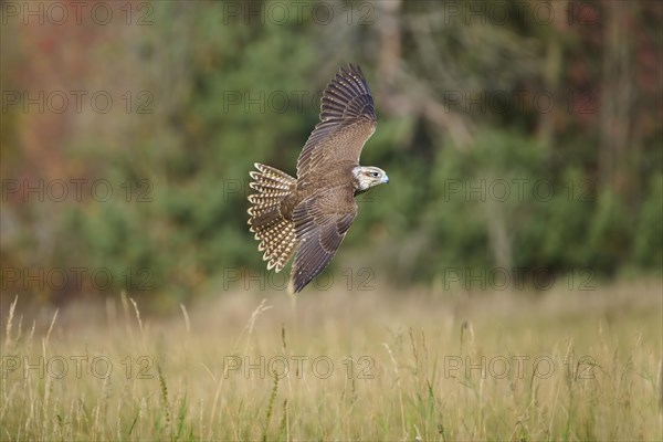 Saker falcon