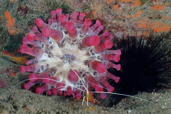 Pink club-tipped anemone