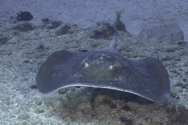 Portrait of Round Stingray