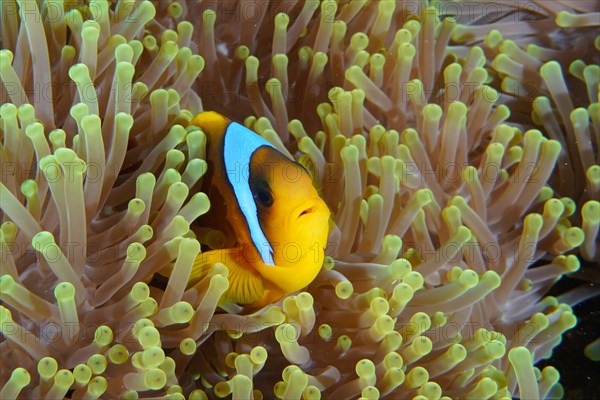 A red sea clownfish