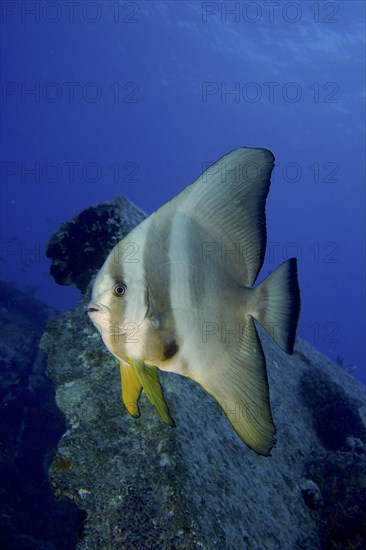 Juvenile roundhead batfish