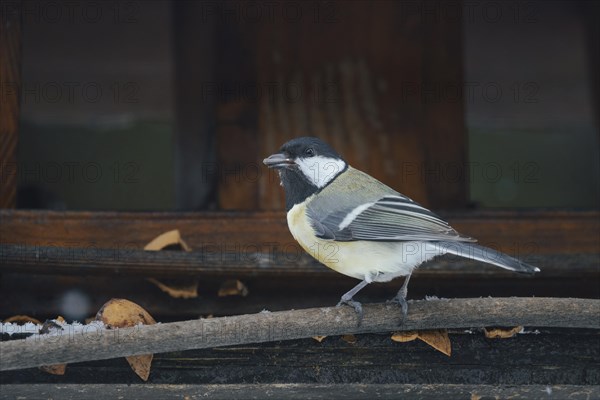 Great tit