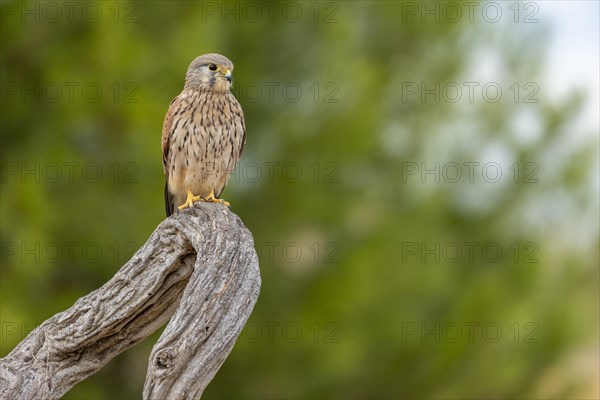 Common kestrel