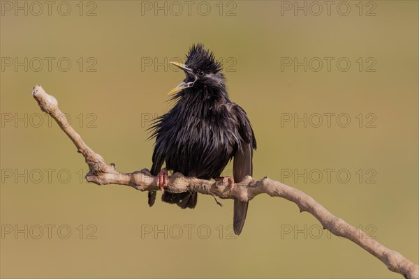 Spotless starling