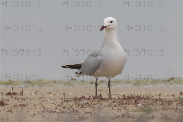 Coral Gull