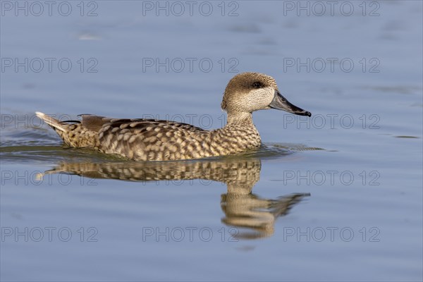 Marbled Duck