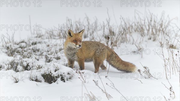 Red fox