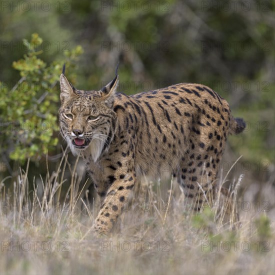 Pardelluchs