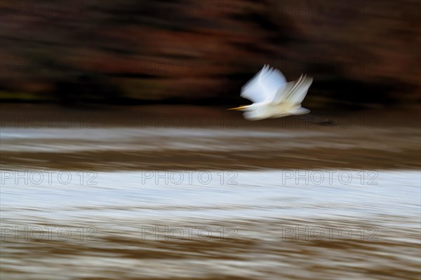 Great egret