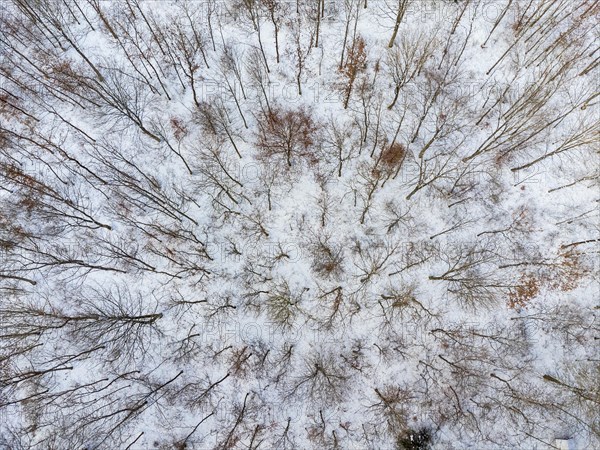 Small piece of deciduous forest in winter full of snow from a birds eye view