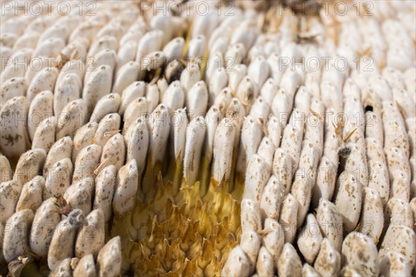 Sunflower head full with ripe sunflower seeds