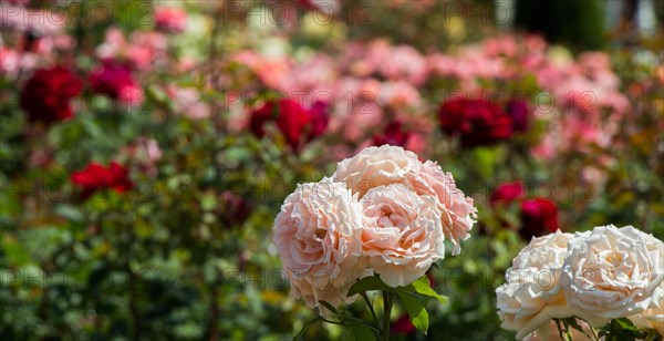 Blooming beautiful bunch of roses in spring garden