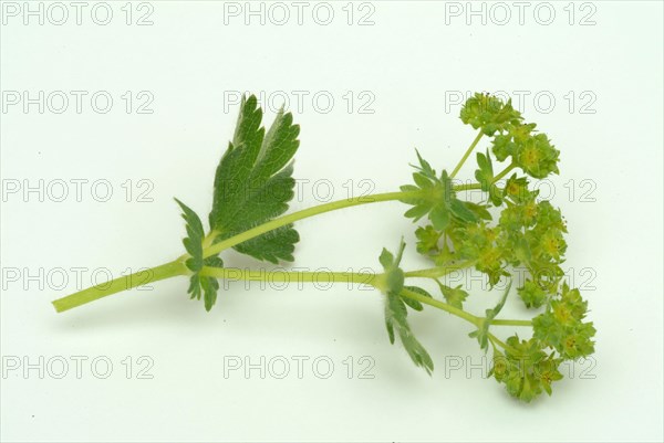 Medicinal plant lady's mantle