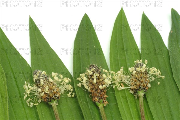 Medicinal plantain