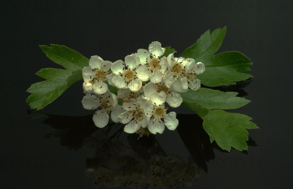 Medicinal plant hawthorn