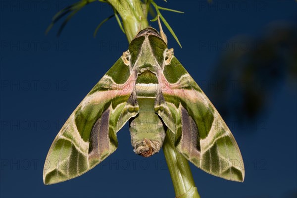 Oleander moth moth with closed wings hanging on green stalk from behind against blue sky