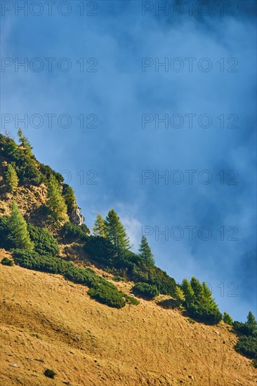 European larch