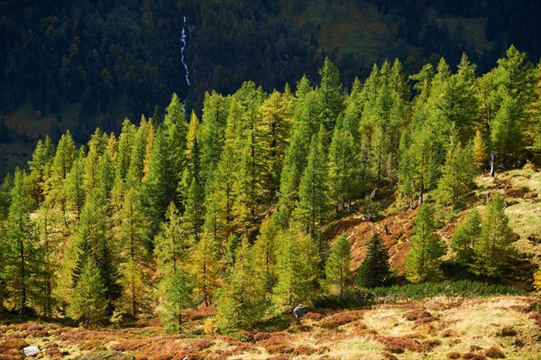 European larch