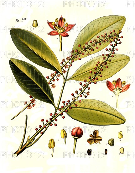 Medicinal plant