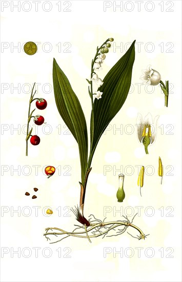 Medicinal plant