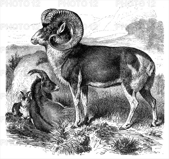 Wild sheep