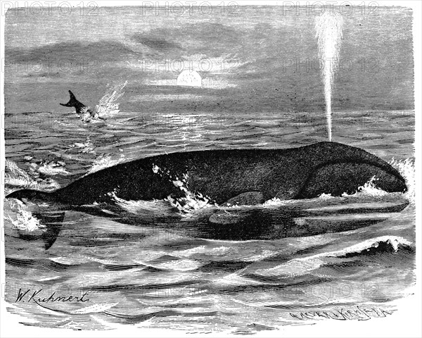 Bowhead whale