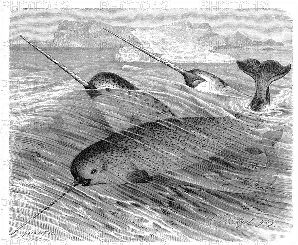 Narwhal