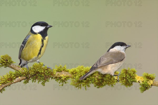 Great Tit