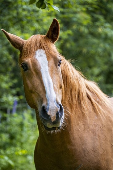 Portrait of a brown horse