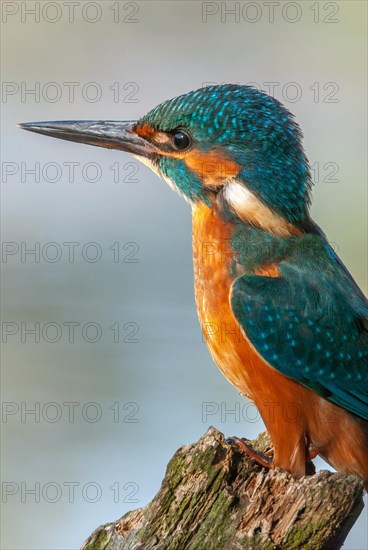 Kingfisher